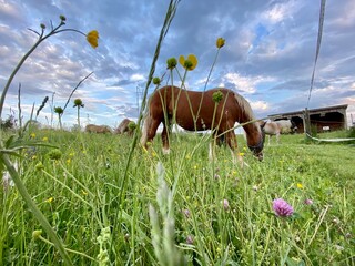 Pferde stehen in Koppel und grasen. Im Vordergrund hohe Halme und Blumen, im Hntergrund...