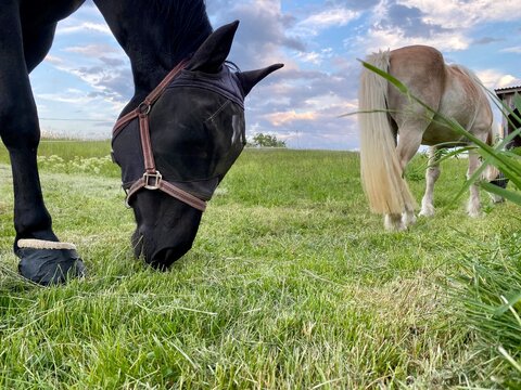 Pferdekopf dhinter Pferdehintern, stehen in Koppel und grasen. Im Vordergrund kurzes Gras im Hntergrund dramatischer Himmel