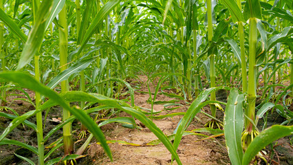 Fototapeta premium The ground corn plants are not covered with grass, which makes the corn grow well.