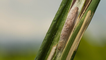 Photo of pupae of rice leaf-wrapped caterpillars in Thailand