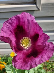 purple and yellow flowers