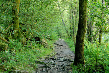 Footpath in green forest