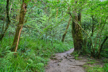 Footpath in green forest