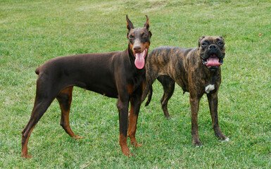 a 2-year-old male adult dog, Tabby Boxer, and an 8-month-old Doberman puppy, on the green grass, Greece
