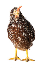 Swedish flower hen isolated on white