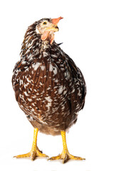 Swedish flower hen isolated on white