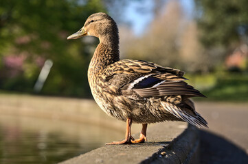 Beautiful closeup view of peaceful resting mommy duck (Mallard) with reflection in pond water in Herbert Park, Dublin, Ireland. Soft and selective focus. Vibrant bright colors