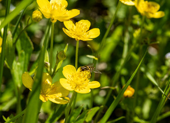 forest meadow with grass and flowers and insects on a bright sunny day 