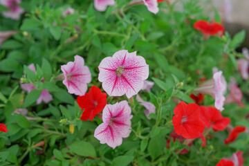 petunia,one of the flowers lovers popular with its unique shape, bright colors and variety, petunia is a very popular potted plant and hanging container that has been in many seasons.