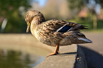 Beautiful closeup view of peaceful resting mommy duck (Mallard) with reflection in pond water in Herbert Park, Dublin, Ireland. Soft and selective focus. Vibrant bright colors