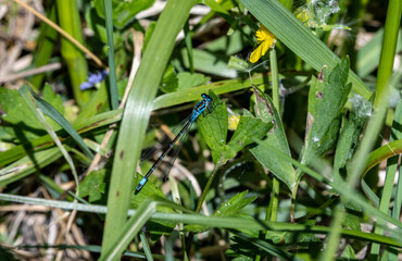 close-up shooting of beautiful playful dragonflies in the meadow during mating games 