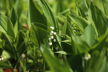 white fragrant lily of the valley among the greenery