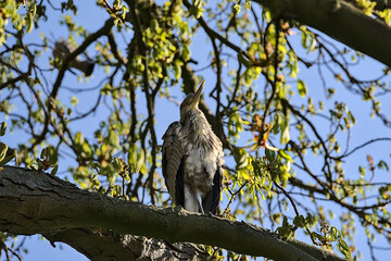 Beautiful closeup view of long-legged gray heron (Ardea Cinerea) sitting and resting on spring blooming chestnut tree in Herbert Park, Dublin, Ireland. Soft and selective focus