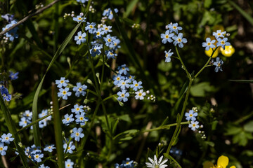 forest meadow with grass and flowers and insects on a bright sunny day 