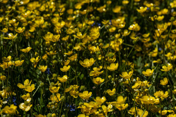 forest meadow with grass and flowers and insects on a bright sunny day 