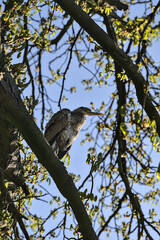 Beautiful closeup view of long-legged gray heron (Ardea Cinerea) sitting and resting on spring blooming chestnut tree in Herbert Park, Dublin, Ireland. Soft and selective focus
