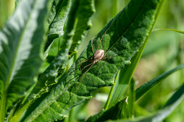 Naklejka premium black-brown spider hunting in a green meadow 