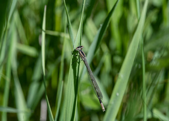 close-up shooting of beautiful playful dragonflies in the meadow during mating games 