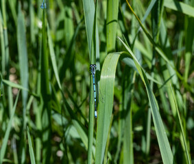 close-up shooting of beautiful playful dragonflies in the meadow during mating games