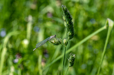 close-up shooting of beautiful playful dragonflies in the meadow during mating games 