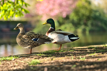 Naklejka na ściany i meble Beautiful closeup view of two peaceful resting ducks (Mallard) with reflection in pond water in Herbert Park, Dublin, Ireland. Soft and selective focus. Vibrant bright colors
