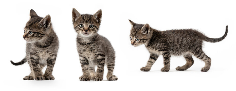 3 photos in 1 from a grey stripped young cat in a white background