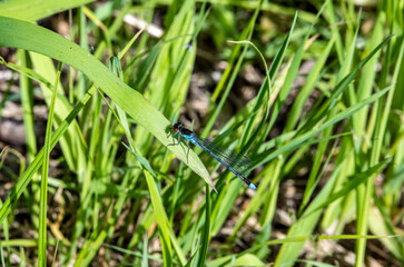 close-up shooting of beautiful playful dragonflies in the meadow during mating games 