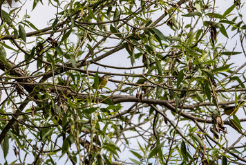 gray-yellow Dubrovnik with its female on a tree against the background of the sky
