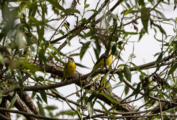 gray-yellow Dubrovnik with its female on a tree against the background of the sky