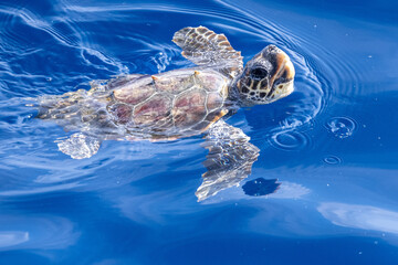 baby newborn caretta turtle near sea surface for breathing