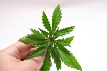 Cannabis leaves in hand on a white background