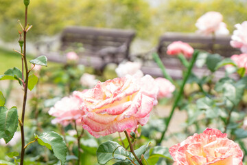 薔薇咲く初夏の公園2