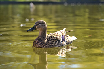Beautiful closeup view of peaceful resting mommy duck (Mallard) with reflection in pond water in Herbert Park, Dublin, Ireland. Soft and selective focus. Vibrant bright colors
