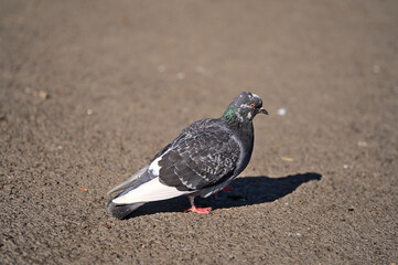 Beautiful closeup view of common city feral pigeon (Columbidae) sitting on asphalt walking path in sunny Herbert Park, Dublin, Ireland. Soft and selective focus. Blurry background focus