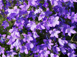 Campanule Muralis ou Campanule des murs, fleurs en clochettes, bleu violacé, retombantes