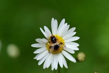 Obraz premium Insecte posé sur une marguerite.