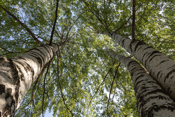 Fototapeta premium Group of white birches with green fresh leaves and buds are on a blurred background in a park in spring