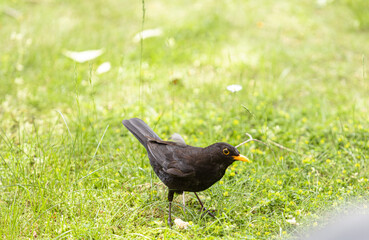 German blackbird on the grass
