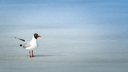 seagull on frozen lake