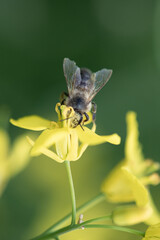 Beautiful bee collects nectar on rapeseed flowers, close-up.