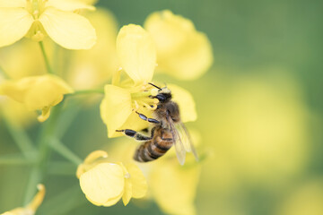 Beautiful bee collects nectar on rapeseed flowers, close-up.