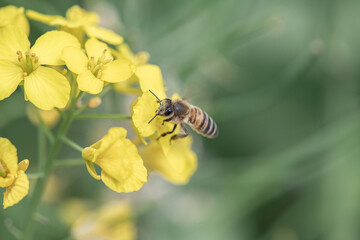 Beautiful bee collects nectar on rapeseed flowers, close-up.