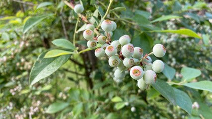 ブルーベリーの若い薄緑色の未成熟の果実