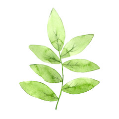 Watercolor green branch