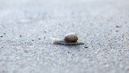 Snails in an early spring morning looking for moisture and nutrition