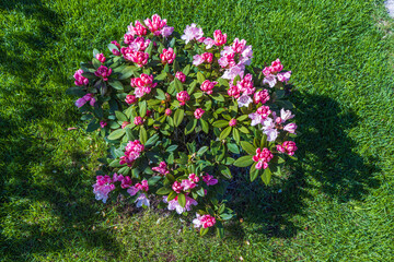 Сlose up view of blooming rhododendron in spring. Beautiful nature backgrounds. Sweden.