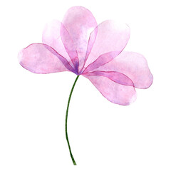 Watercolor transparent flower