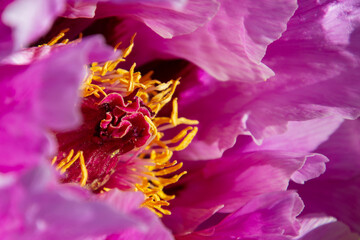 Decorative macro of a seed capsule of a violet peony. With petals, stamen and pestle for background...