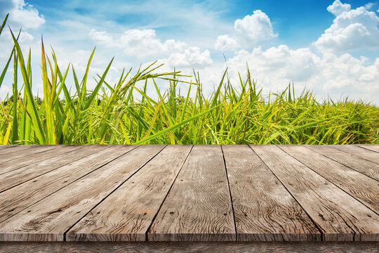Wooden table top montage photo with paddy rice plantation against blue sky with soft clouds , product Display background concept