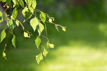 Natural background. Spring background with bright fresh birch foliage in sunlight